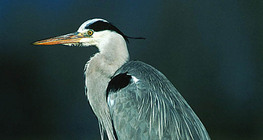 Grey heron