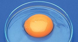 Las partes del huevo