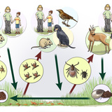 Tick life cycle