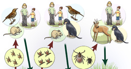 Ciclo de vida do carrapato