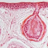 Frog skin cross section with mucus glands