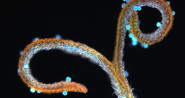 Estigma de dente-de-leão com pólen