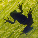 Sombra de uma rã-arborícola-europeia sobre uma folha