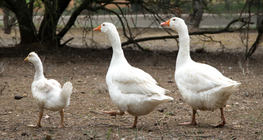 Gansos