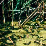 Spirogyra