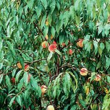 Peach tree