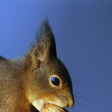 Squirrel eating walnut