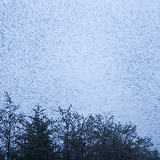 Flock
