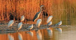 Aves aquáticas estão tomando sol no sol da manhã