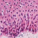 Epithelium