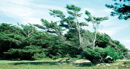 Resultado de vento que só sopra em uma direção