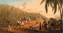 William Clark: Cortando a Cana de Açúcar, Antígua
