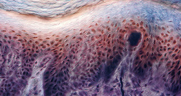 Seção transversal da pele do dedo humano com receptores