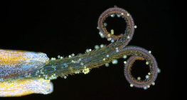 Estigma de dente-de-leão com pólen (em luz UV)