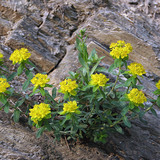 Spurge
