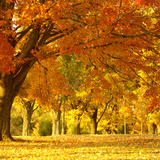 Autumn in the park