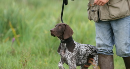 Hunting dog