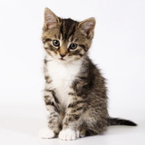 Kitten