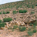 Desierto pedregoso