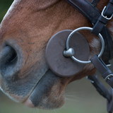 Cavalo com arreio