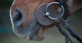 Cavalo vestindo um snuffle