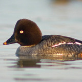 Common goldeneye