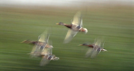 Flying mallards