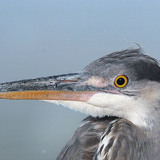 Gray heron head