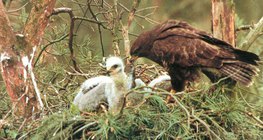 Urubu comum que alimenta o pássaro novo