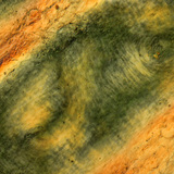 Folds of human finger skin under polarized light