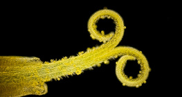 Estigma de dente-de-leão com pólen (luz branca, fundo escuro)