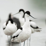 Avoceta común