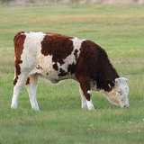 Gado bovino