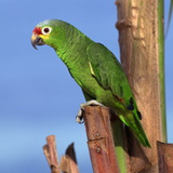 Loro