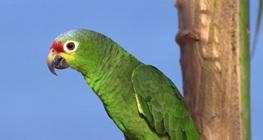 Parrot