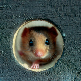 Hazel dormouse