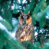 Eurasian eagle-owl