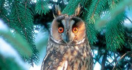 Águia-coruja Eurasiática