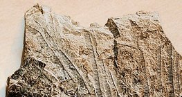 Caliza con fósiles