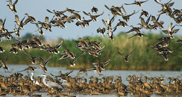 Mallards taking off from water