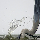 Gray heron fishing