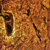 Corte transversal da pele do dedo humano