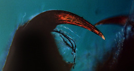 Quelícera de aranha com veneno fang