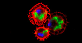 Hemófitos de Drosophila (vermelho manchado) bactérias devoradoras (cor verde)