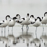 Pied avocets