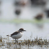 Kentish plover