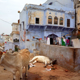 Calle de la India