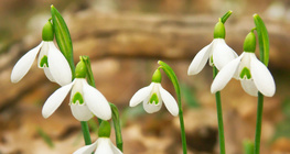 Galanthus