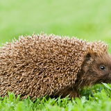 Hedgehog