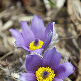 Pulsatilla grandis